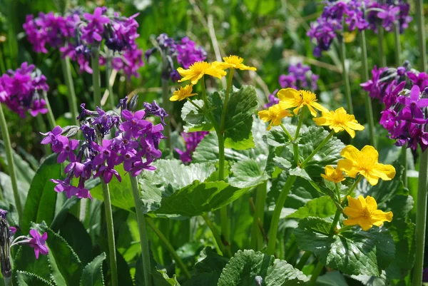 Flores no campo alpino — Fotografia de Stock