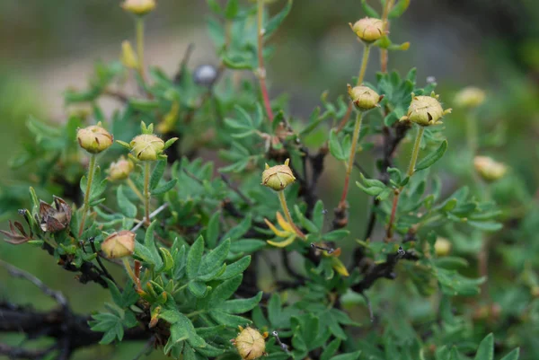 Prairieweed (Pentaphylloides fruticosa) — Stock Photo, Image