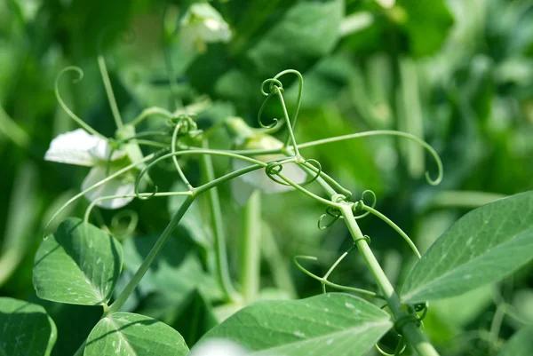 エンドウ豆のつる — ストック写真