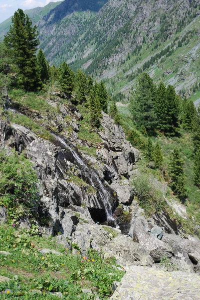 Valle con rocas, cascada y cedros — Foto de Stock