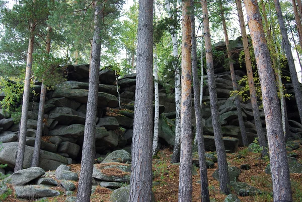 Rocks among the trees — Stock Photo, Image
