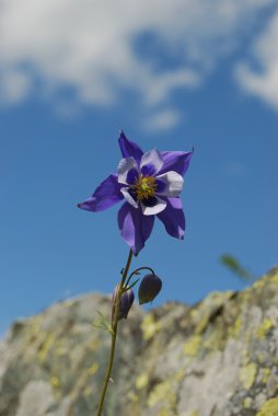 Aquilegia
