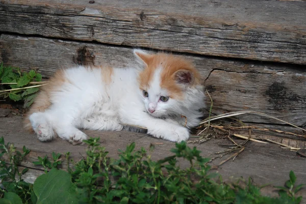 kırsal yavru kedi