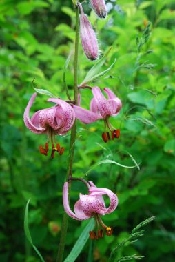 Martagon lily (Lilium Martagon) clipart