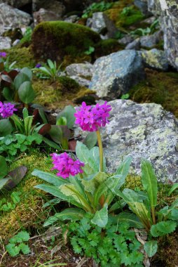 Çuha çiçeği (Primula nivalis)