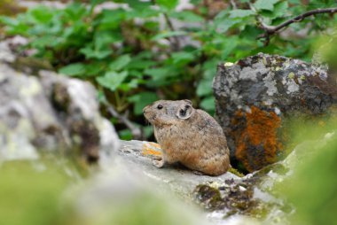 Rock tavşan (Ochotona)