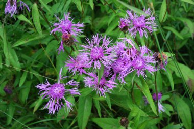 Kahverengi knapweed (Centaurea jacea)