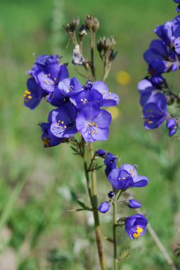 Polemonium caeruleum clipart