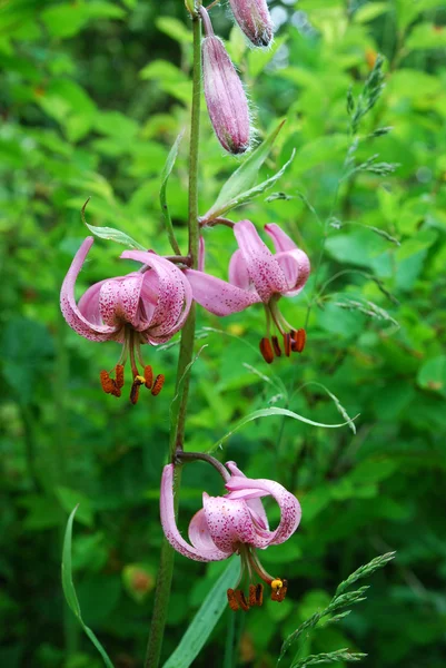 Мартагон лилий (Lilium martagon) ) — стоковое фото