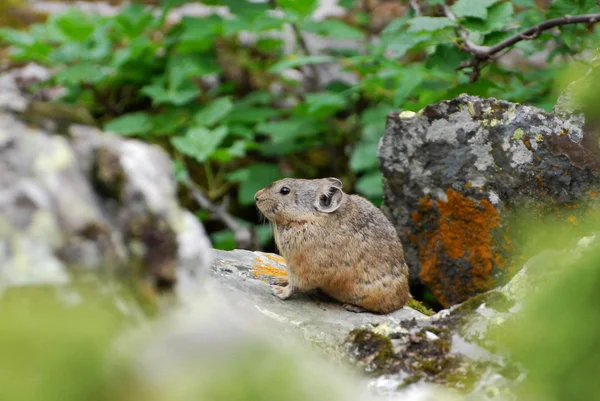 岩石 (高原鼠兔) — 图库照片