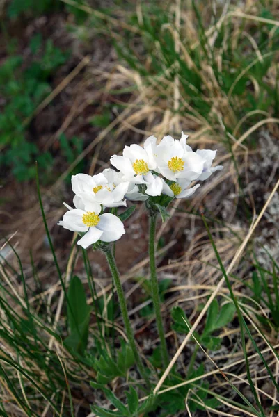 Anemonastrum crinitum ) — стоковое фото
