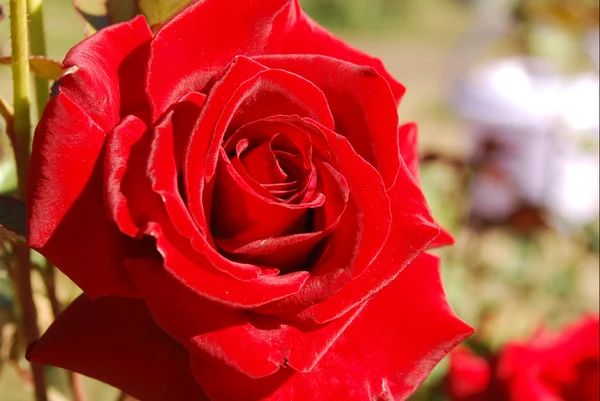 Macro immagine di rosa rossa — Foto Stock