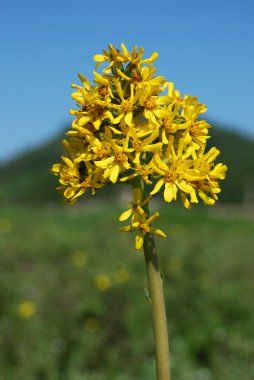 Ligularia glauca