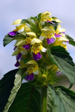 Hemp nettle (Galeopsis speciosa) clipart