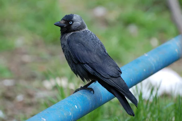 Corvus monedula, or jackdaw — Stock Photo, Image