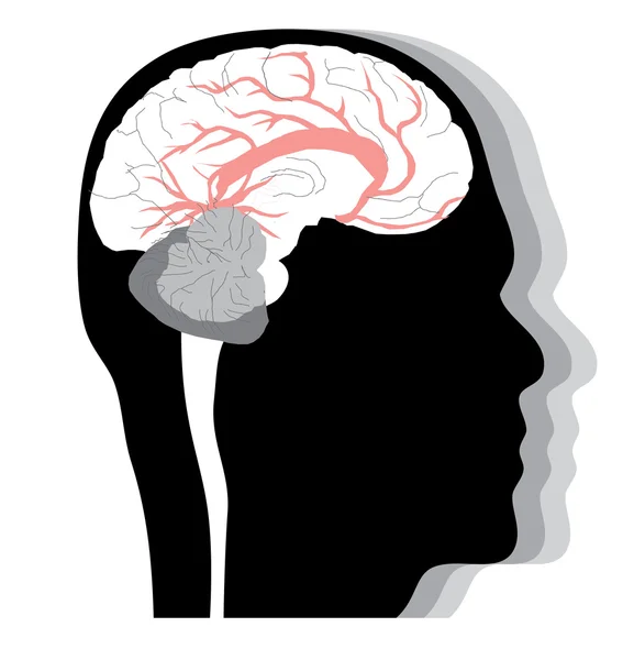 Cerebro humano — Archivo Imágenes Vectoriales