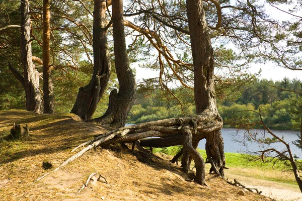 Las raíces del pino —  Fotos de Stock