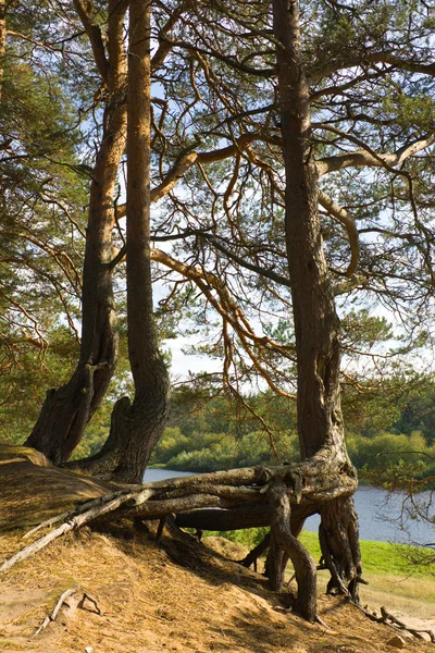 松の根 — ストック写真