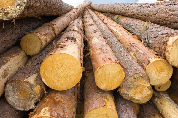 Logs de pinheiro — Fotografia de Stock