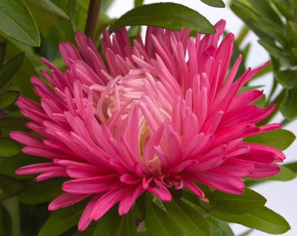 stock image Flower of an aster