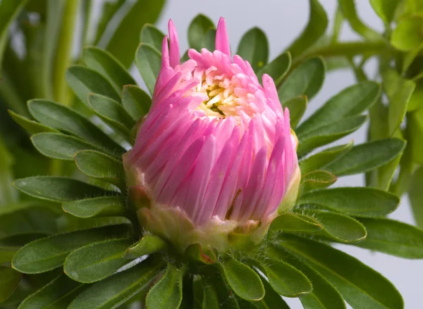 stock image Flower of an aster