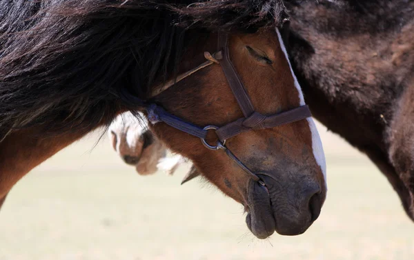 Horse closed eyes — Stock Photo, Image