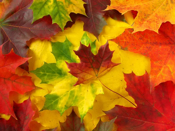 Φύλλα σφενδάμου πολύχρωμο — Φωτογραφία Αρχείου