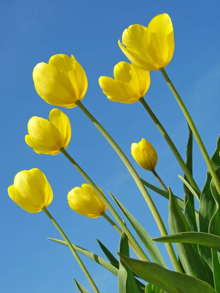 Желтые тюльпаны — стоковое фото