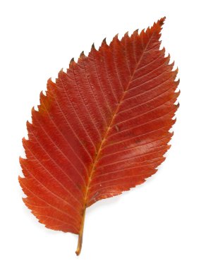 Aspen leaf clipart