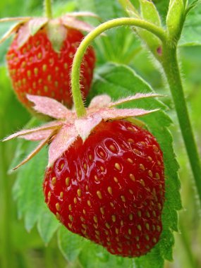 Strawberries clipart