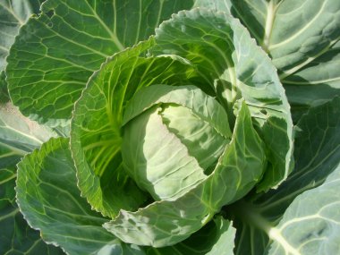 Growing cabbage clipart
