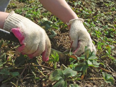 Gardening clipart