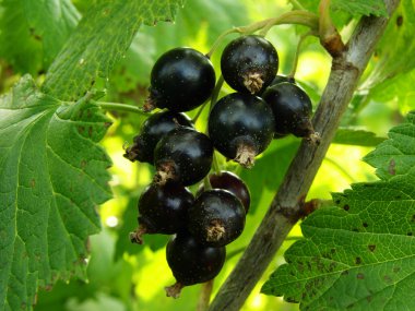 Blackcurrant clipart