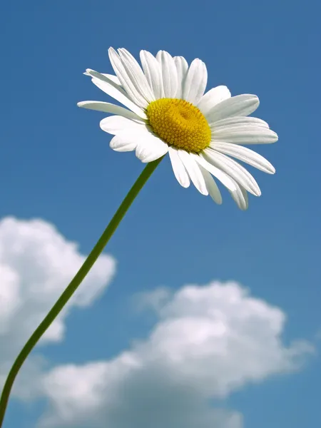 Egyetlen daisy — Stock Fotó