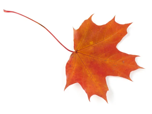 Herbstliches Ahornblatt — Stockfoto