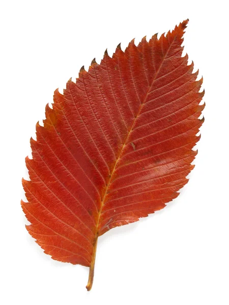 Aspen leaf — Stock Photo, Image