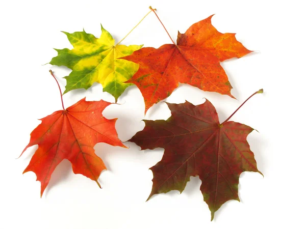 Autumnal leaves palette — Stock Photo, Image
