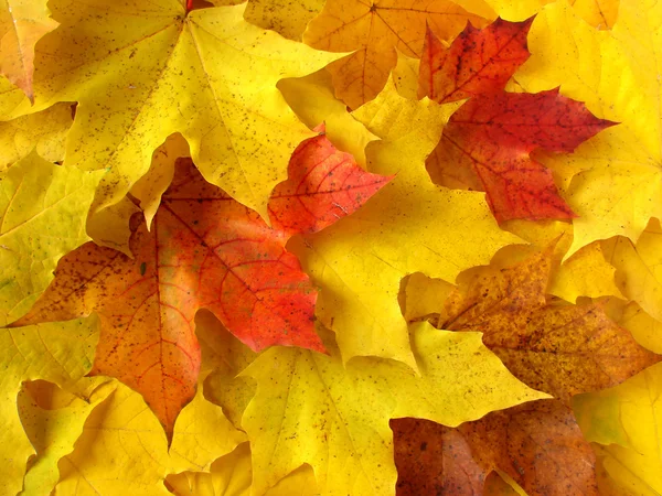 黄金の秋 — ストック写真