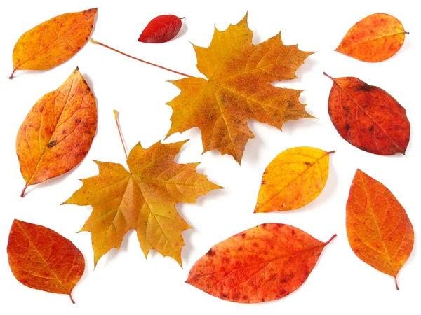 Осенняя коллекция — стоковое фото