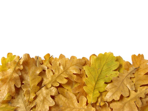 Oak leaves border — Stock Photo, Image