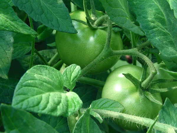 Groene tomaten — Stockfoto