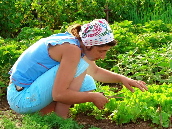 Cropping lettuce — Stock Photo, Image