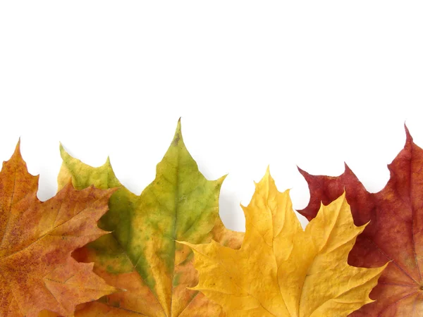 秋のデザイン要素 — ストック写真