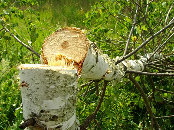 Felled birch — Stock Photo, Image