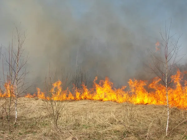 Лесные пожары — стоковое фото