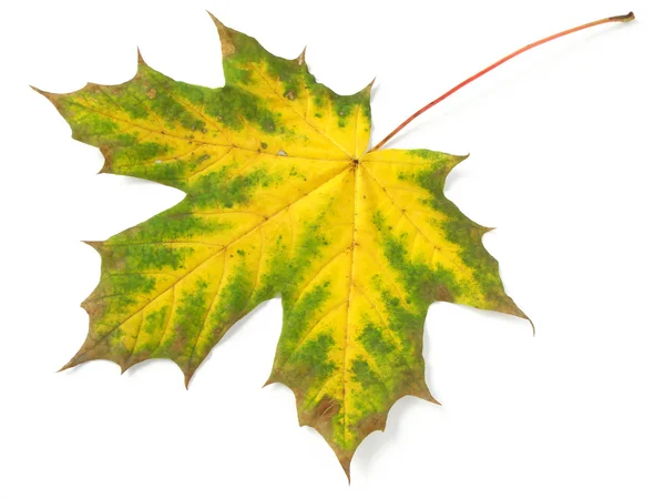 1 つのカエデの葉 — ストック写真