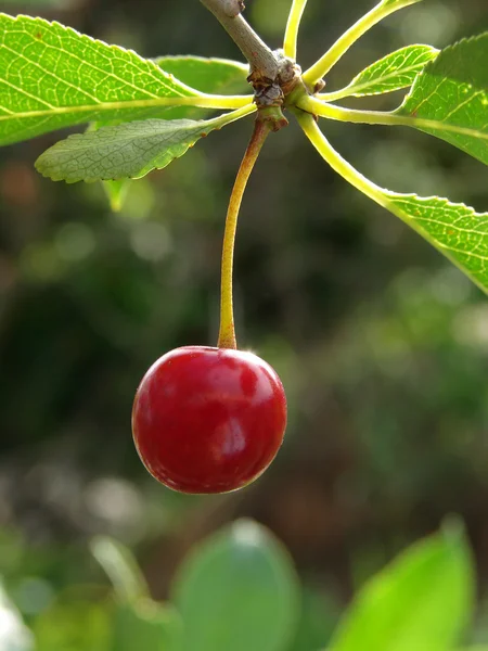 Fruta de cereza —  Fotos de Stock
