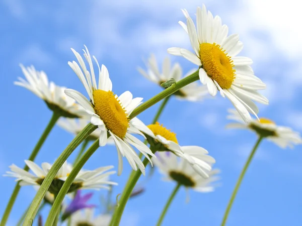 Wild daisies — Stock Photo, Image
