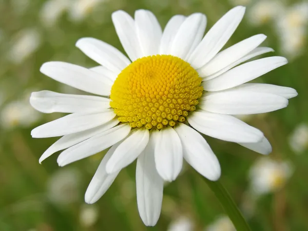 Wild daisy 2 — Stock Photo, Image