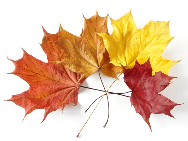 Colorful maple leaves — Stock Photo, Image